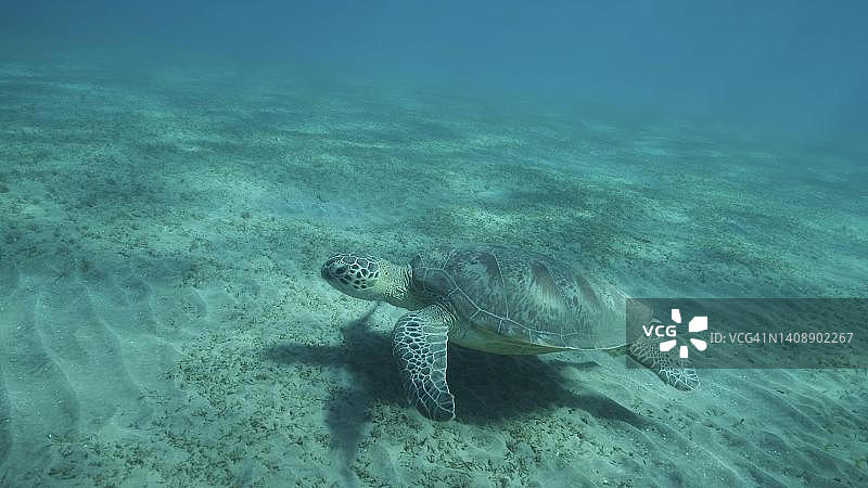 绿油油的大海龟在海床上游着绿油油的海草。绿海龟(Chelonia mydas)水下拍摄，红海，埃及图片素材