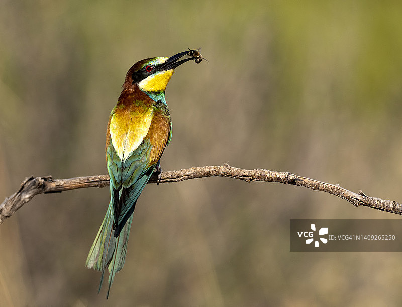 欧洲食蜂鸟(Merops apiaster)。一只鸟站在树枝上，嘴里叼着一只捕食过的昆虫。图片素材