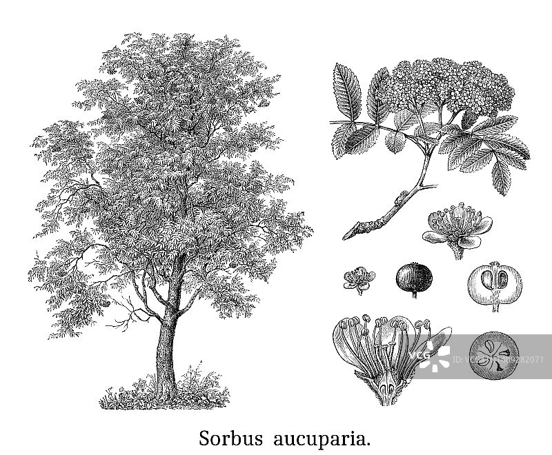 花楸树或白蜡树的古老雕刻插图图片素材