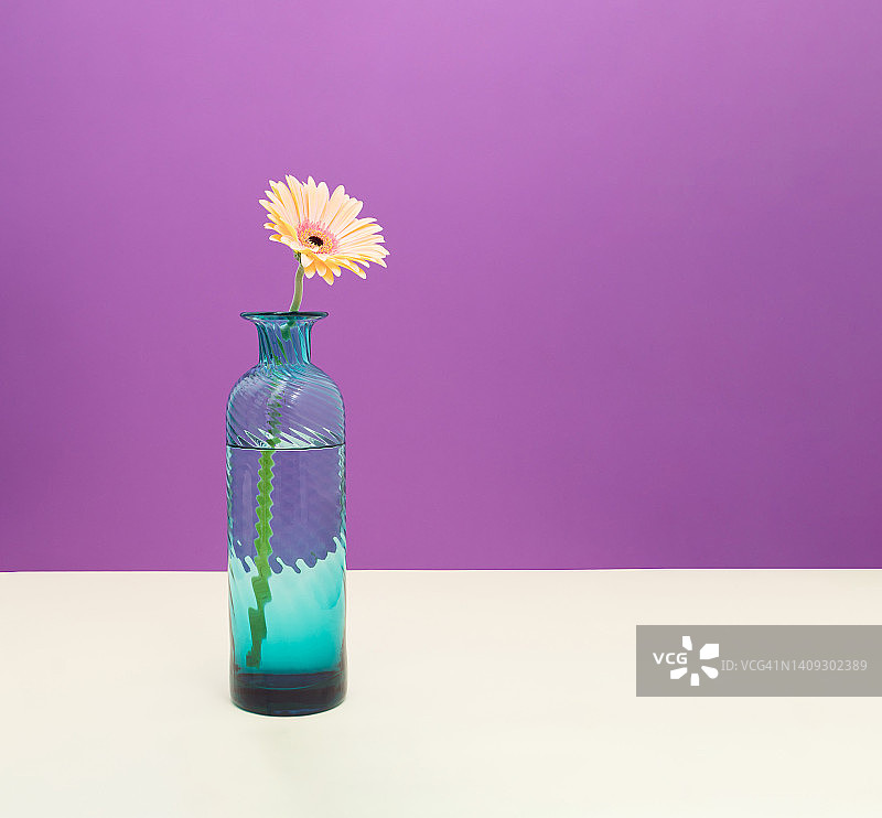 蓝绿色花瓶和一个明亮的非洲菊在淡紫色的背景上。夏天组成。室内墙壁或桌子装饰。最小的风格。图片素材