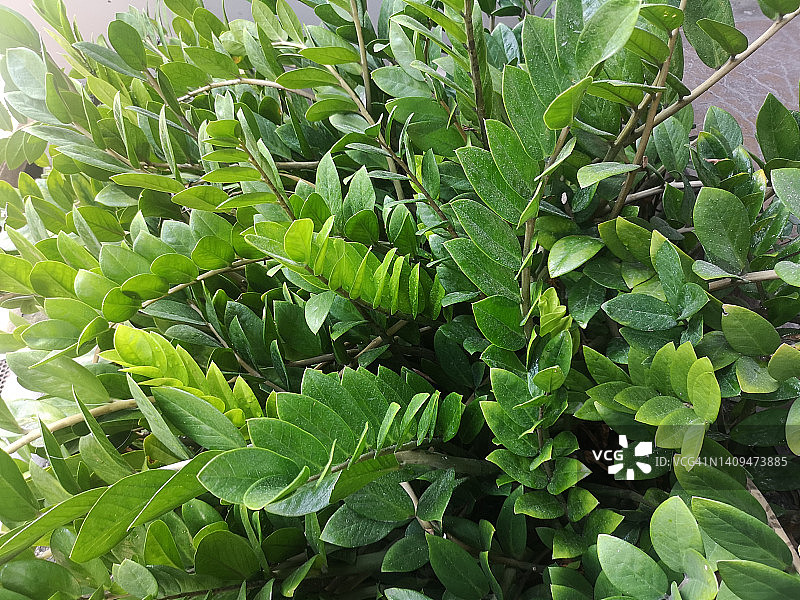 桑给巴尔宝石，kwakorn翡翠绿叶在花园自然背景，Zamioculcas zamiifolia (Lodd.)英格兰,天南星科图片素材