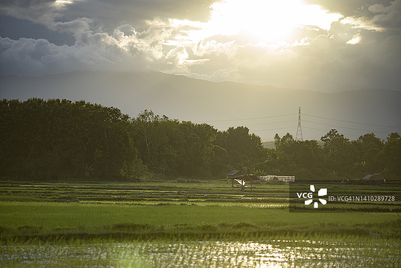 美丽的戏剧云和光线的稻田种植季节和复制空间图片素材