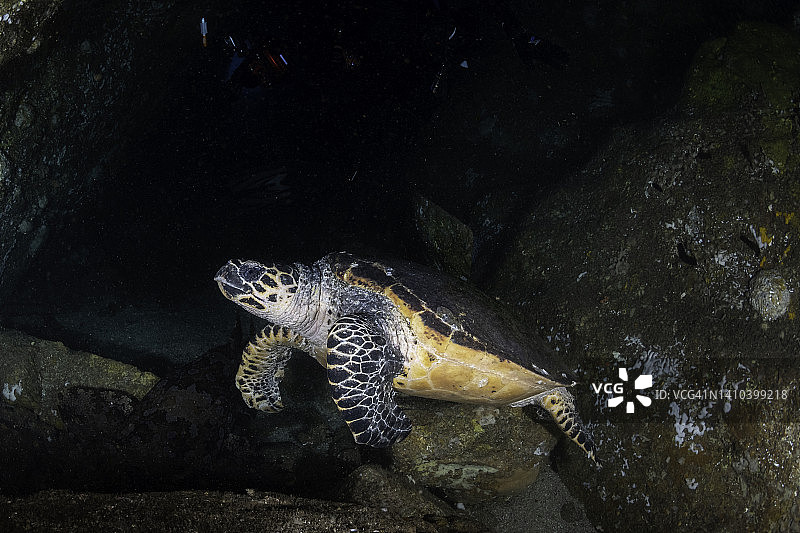 鱼岩洞里的海龟。图片素材