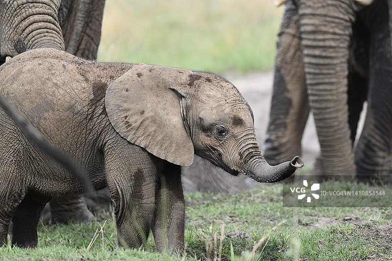 非洲的野生小象图片素材