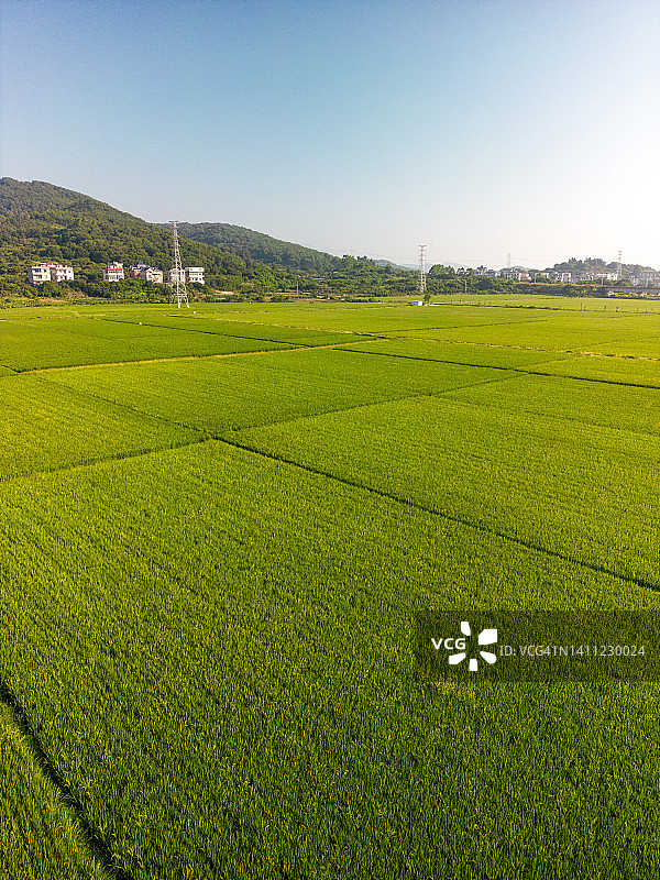 稻田的无人机视图图片素材