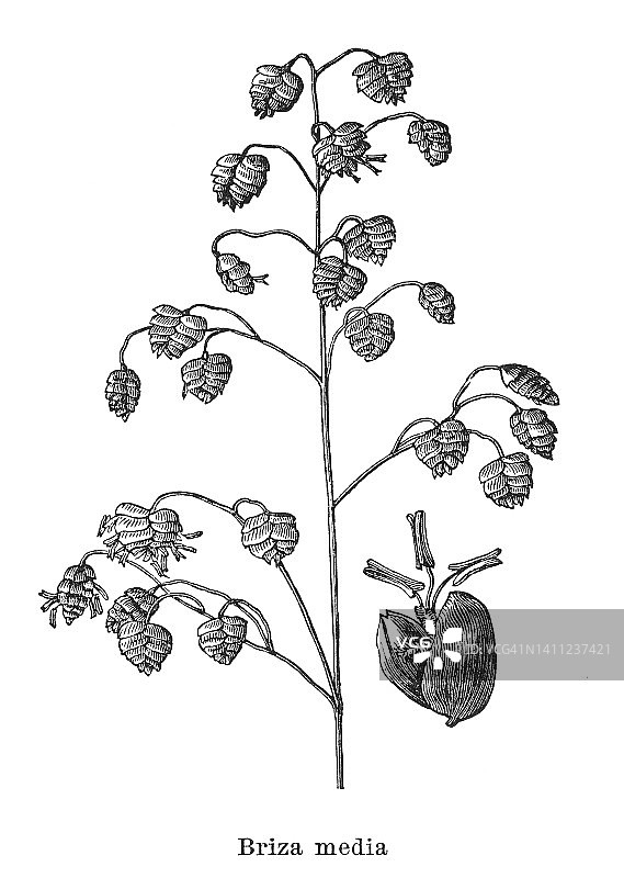 古老的植物学雕刻插图，颤动的草，普通的颤动的草，牛震动(布里扎媒体)图片素材