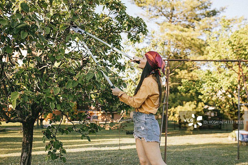 年轻女子在果园里修剪一棵树图片素材
