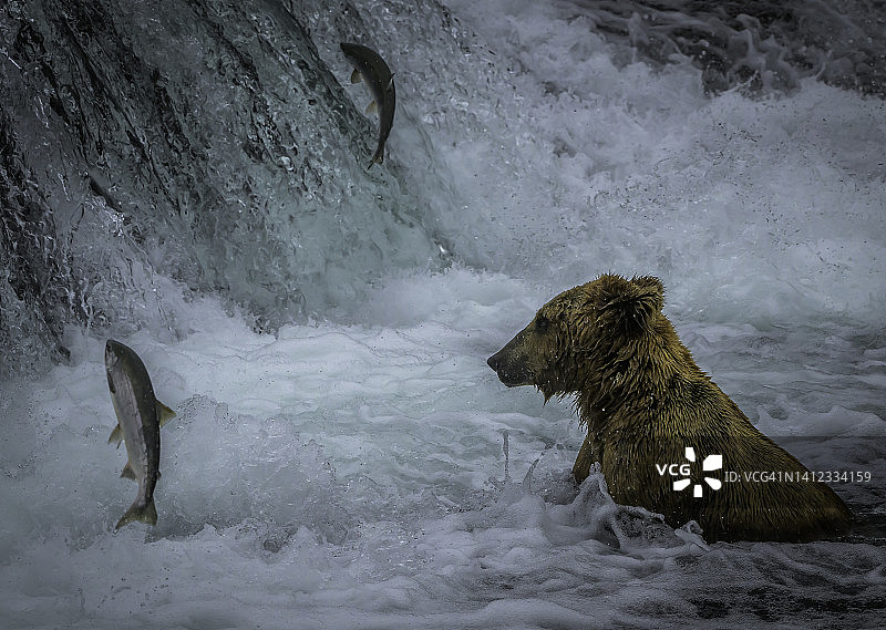 棕熊/灰熊在标志性的布鲁克斯瀑布狩猎和吃鲑鱼图片素材