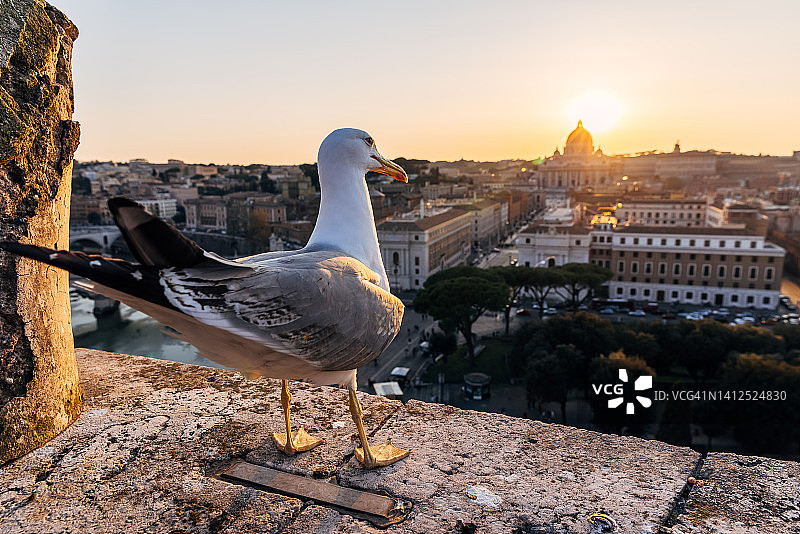 意大利，一只海鸥在罗马俯瞰日落图片素材