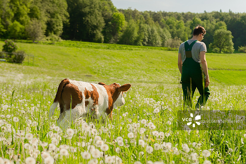 农民和小牛在田野上行走的后视图图片素材
