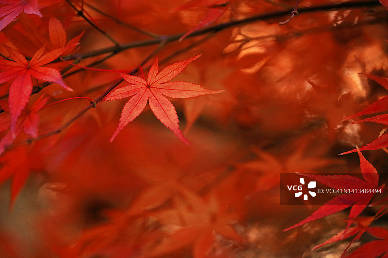 特写照片的日本枫叶闪耀美丽的红色图片素材