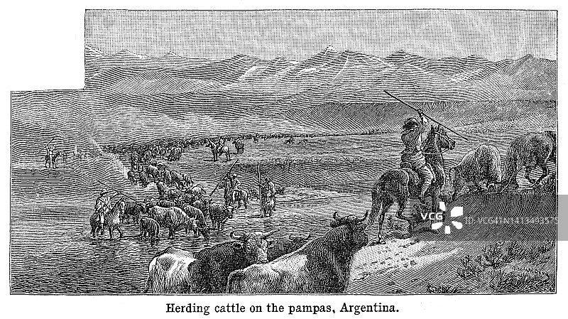阿根廷大草原上放牛——雕刻黑白1898年图片素材