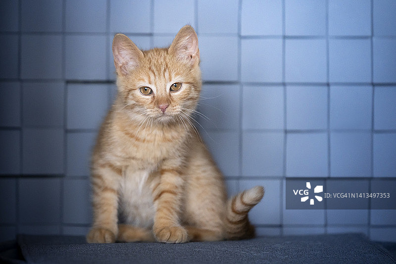 一只小红猫的肖像图片素材