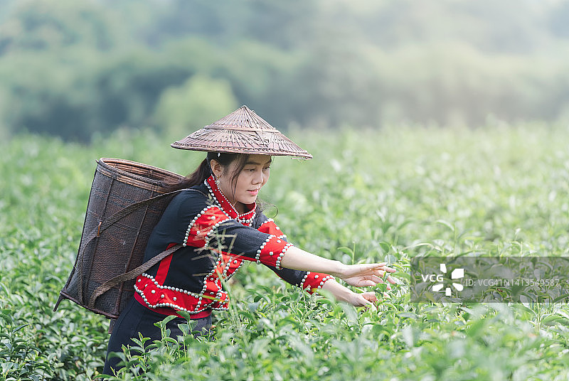 亚洲妇女在茶园收获新鲜茶叶。图片素材