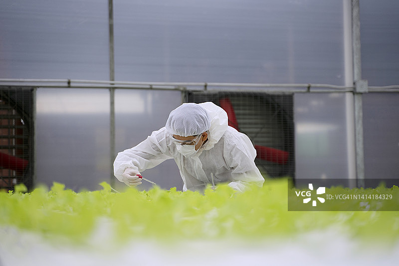 企业家在水培农场工作。温室中形成的蔬菜。图片素材