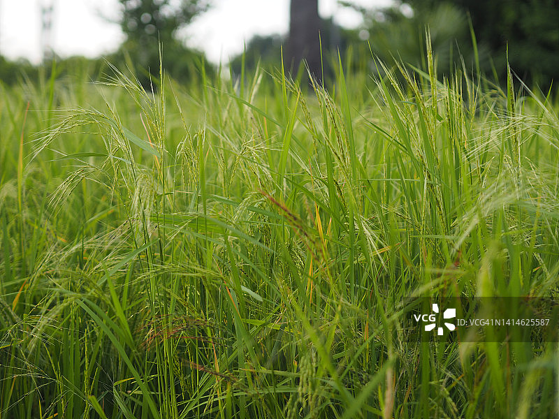 绿色水稻在田间种植，茉莉花水稻在灌木树自然背景图片素材