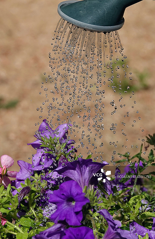 英国禁止使用软管灌溉，干燥花园里的紫色花朵正在用塑料喷壶浇水。图片素材