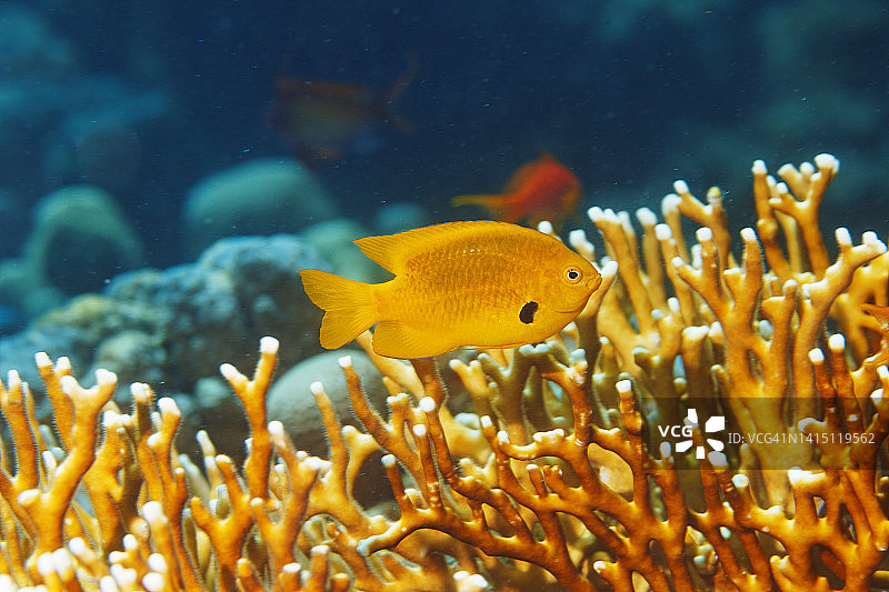水下海洋生物-珊瑚礁。热带深海中的橙色硫磺小热带鱼和火珊瑚。图片素材