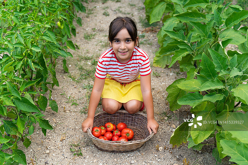 小女孩在花园里展示自家种的西红柿图片素材