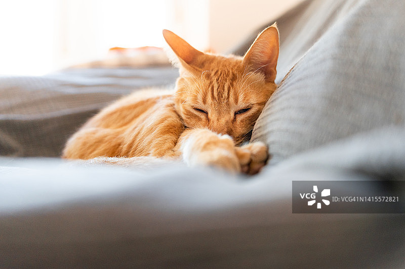 小姜猫安静地睡在家里的沙发上图片素材