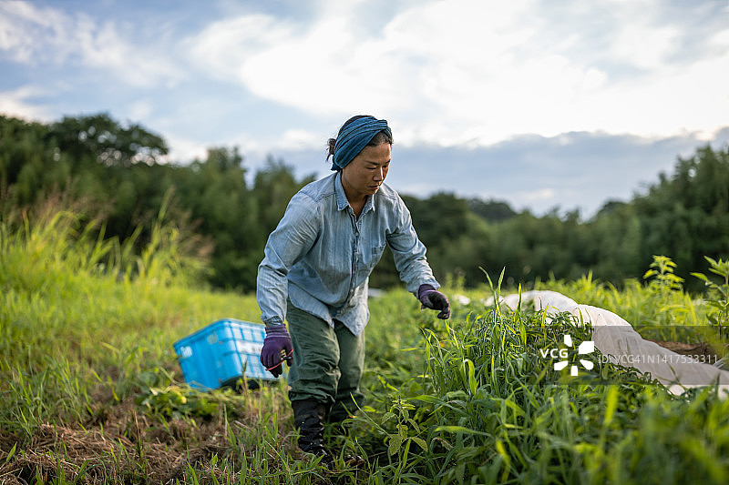 一个夏天的早晨，一位女性有机农民正在收割蔬菜，准备装运。图片素材