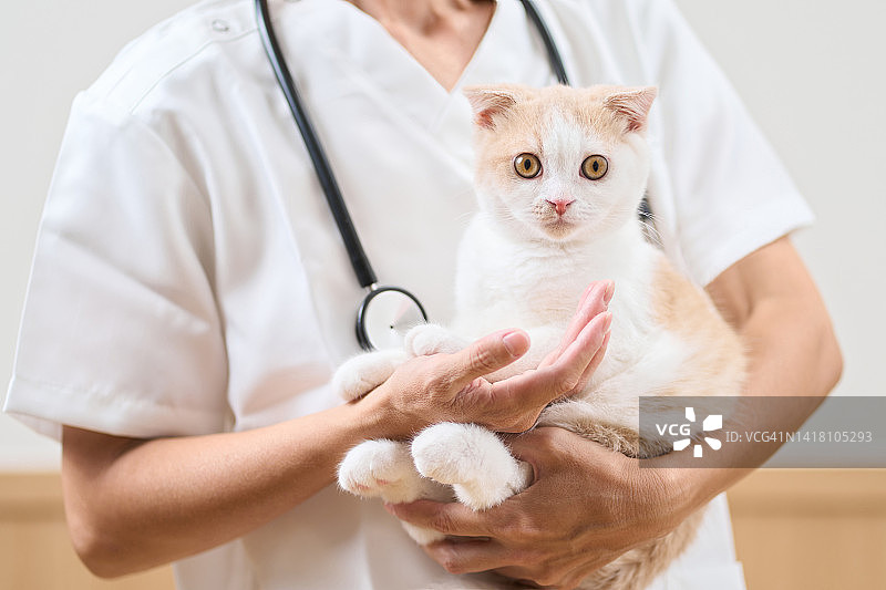 亚洲兽医抱着一只小猫图片素材