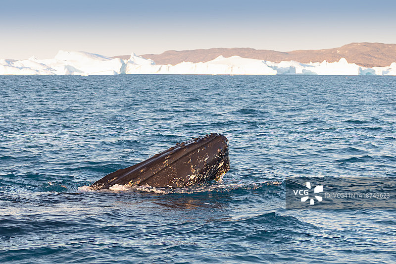 鲸鱼在伊卢利萨特附近的冰山中潜水。它们的源头在雅各布港冰川旁。冰山的来源是全球变暖和灾难性的冰融化，迪斯科湾，格陵兰岛图片素材
