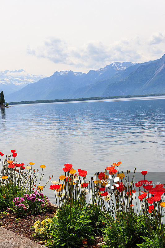 瑞士蒙特勒的阿尔卑斯山脉和日内瓦湖上五颜六色的罂粟花的美丽景色图片素材