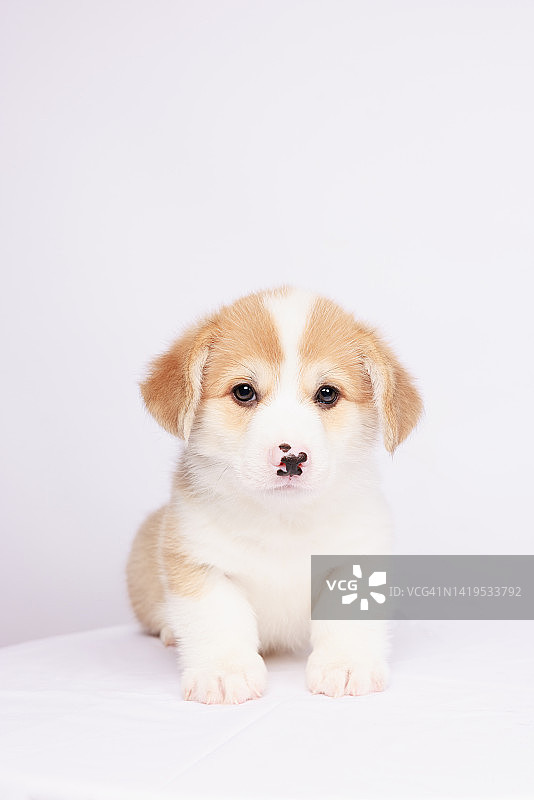 白色背景的可爱小狗柯基彭布罗克图片素材