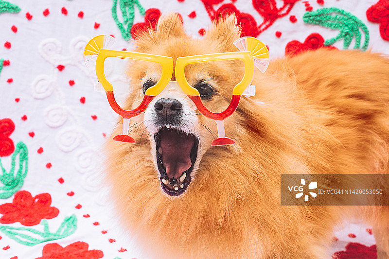 戴眼镜的有趣的狗，惊讶的狗张开嘴，五月节庆祝乐趣图片素材