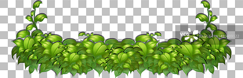 草和植物在透明的背景装饰图片素材