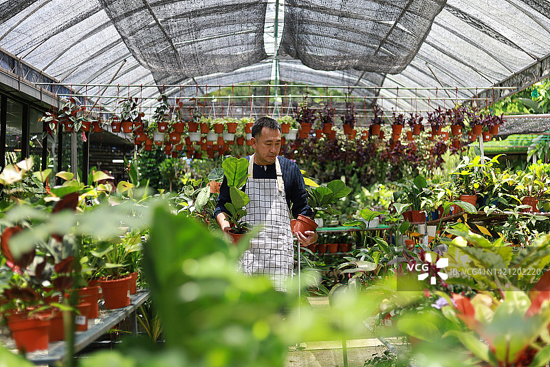 亚洲中年男子在温室照顾盆栽，农业和农业概念图片素材
