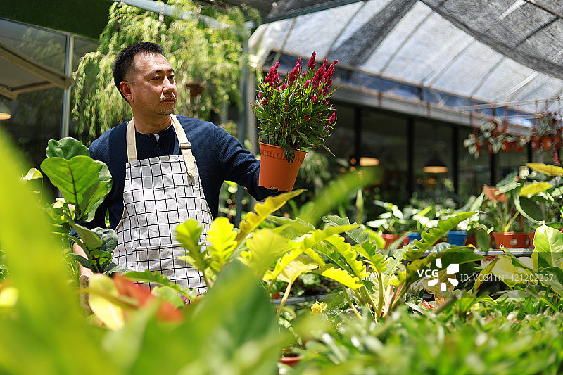 亚洲中年男子照顾盆栽温室，农业和农场的概念图片素材