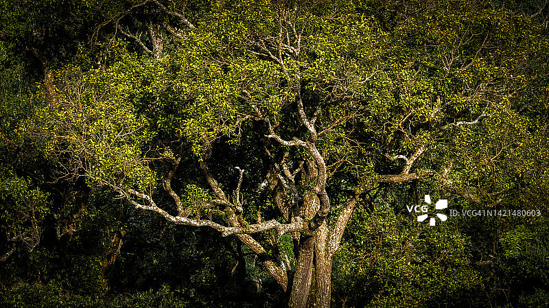 黎明时分，自然保护区美丽的热带雨林图片素材
