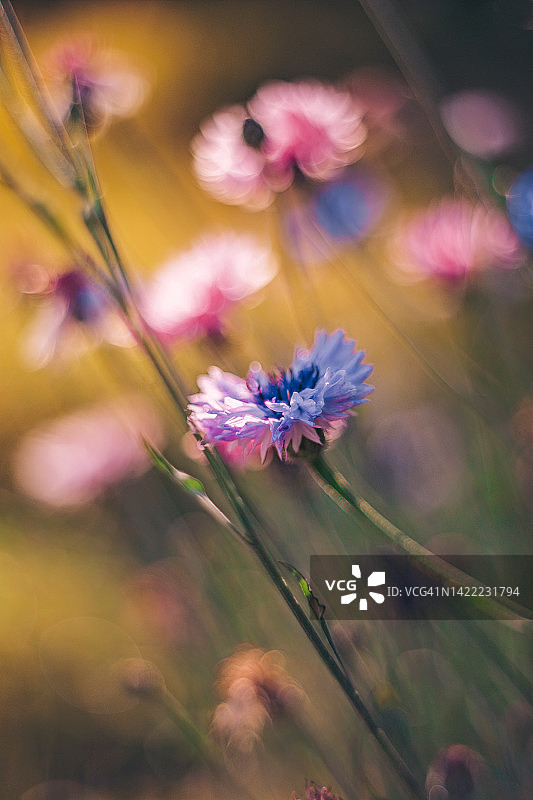 自然背景，田野蓝色粉红色的花矢车菊在夕阳温暖的太阳。微距摄影抽象黄色背景图片素材