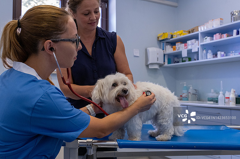 一只马耳他犬在紧急轮床上接受兽医的检查。图片素材