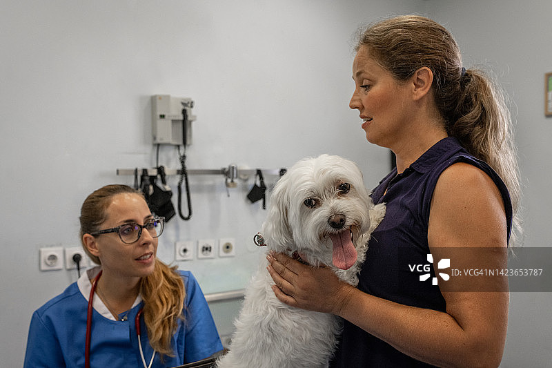 一只马耳他狗的主人在兽医诊所的桌子上安慰她的宠物。图片素材