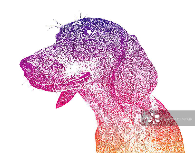 友好的腊肠犬，混合品种的狗图片素材