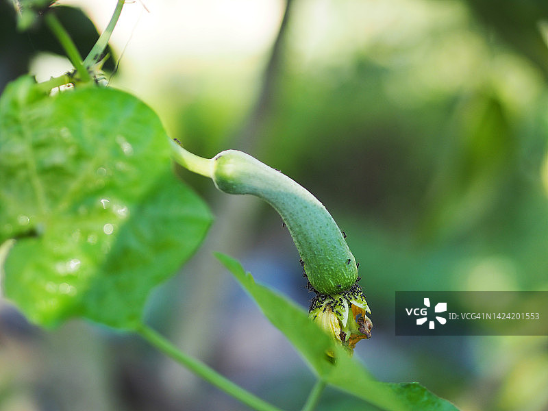 丝瓜、葫芦科绿色蔬菜在自然背景的花园棕色织物上新鲜图片素材