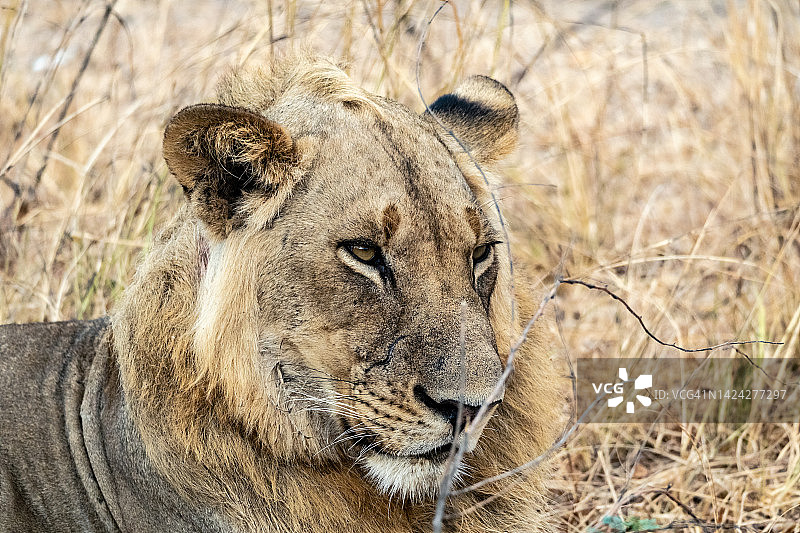一只美丽的狮子在狩猎后休息的特写图片素材