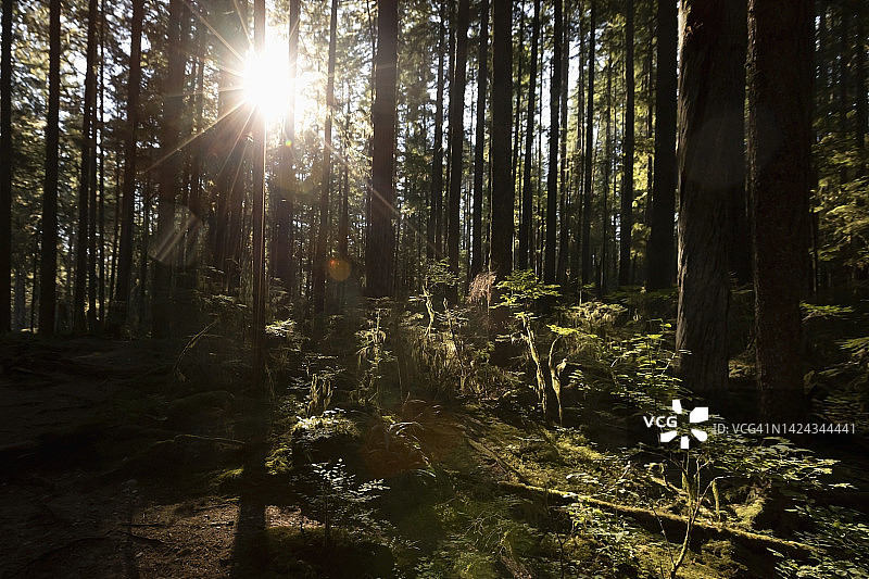 阳光穿过茂密的森林图片素材