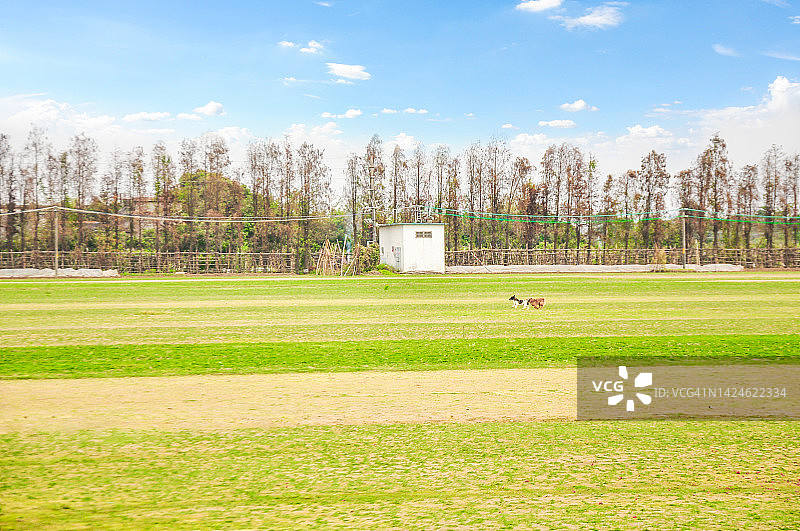 中国广东省江门市新会区七宝镇，两只狗在乡村风景中碧空的草地上奔跑。图片素材