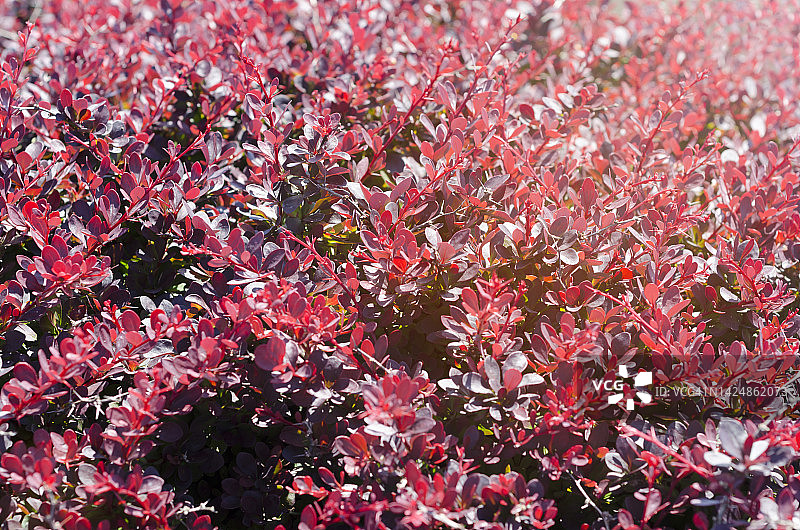 全框架的杨梅(小檗)的树枝，红色的叶子被太阳照亮。夏天自然背景。图片素材