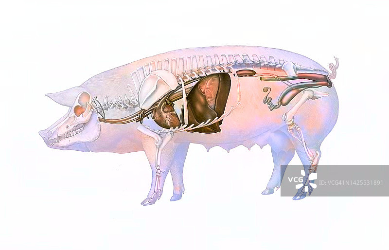 猪解剖图图片素材