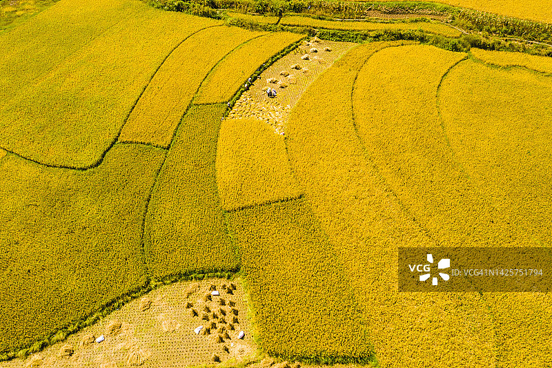 中国贵州省稻田风光的航拍图片素材