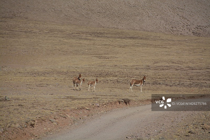 中国西藏阿里无人区的野生动物。藏羚羊。图片素材