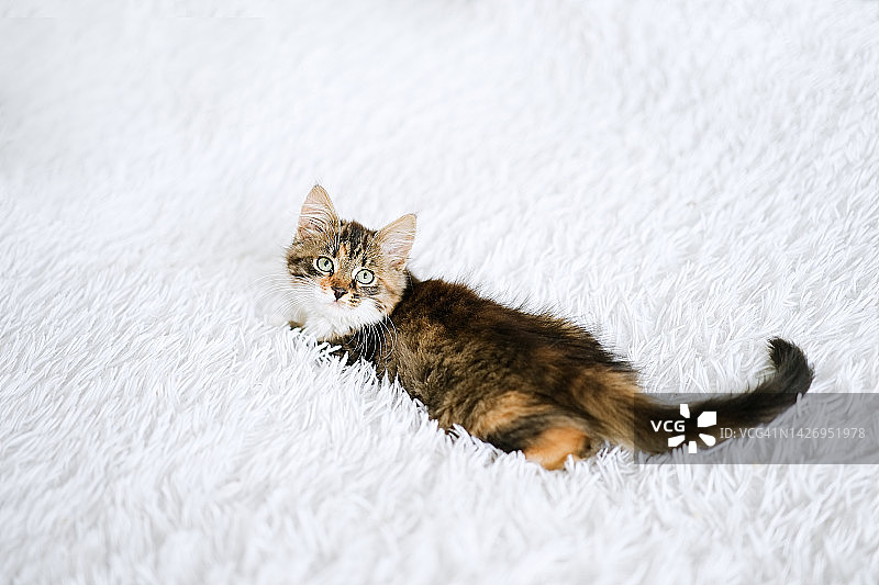 白色毯子上的小猫图片素材