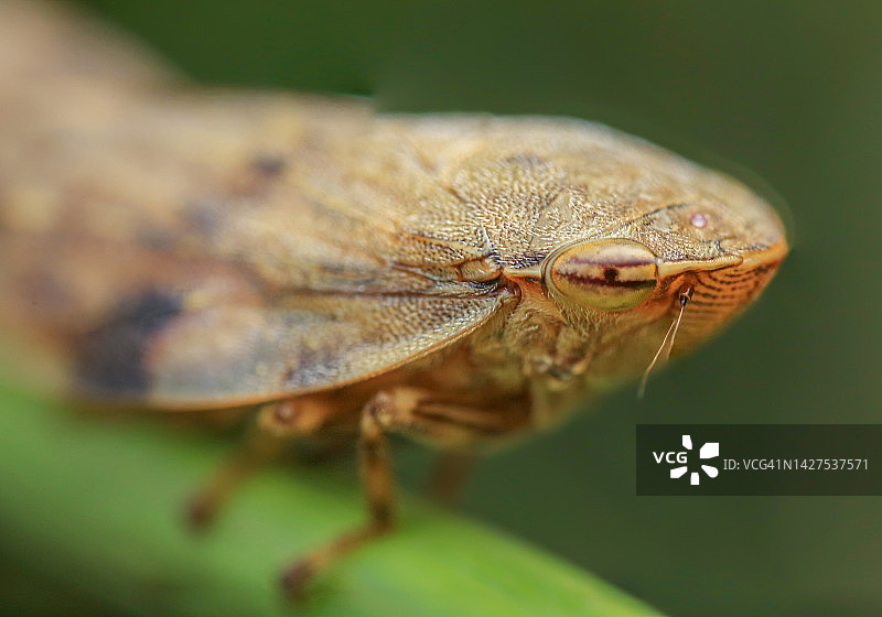 用微距摄影拍摄的半翅目昆虫。图片素材