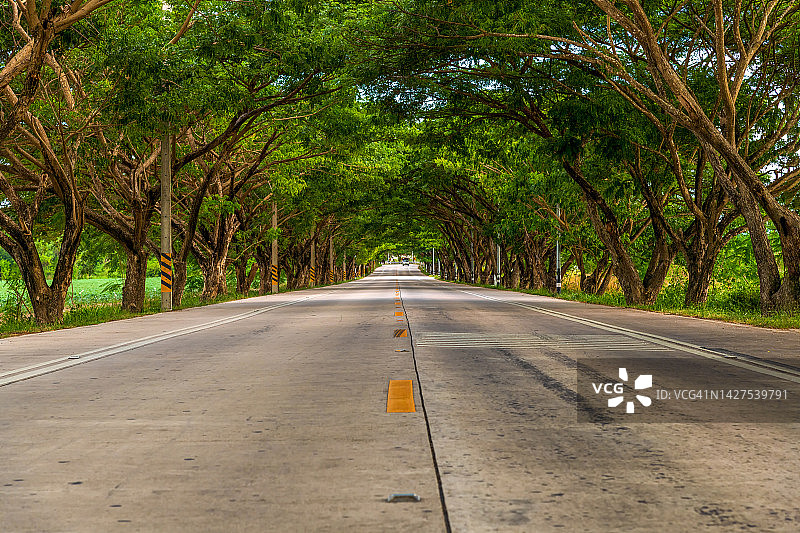 泰国雨季的树隧道路图片素材