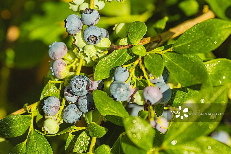 蓝莓布什。成熟多汁的夏季浆果。生态农场。可持续发展。健康食品。素食者。可持续性图片素材